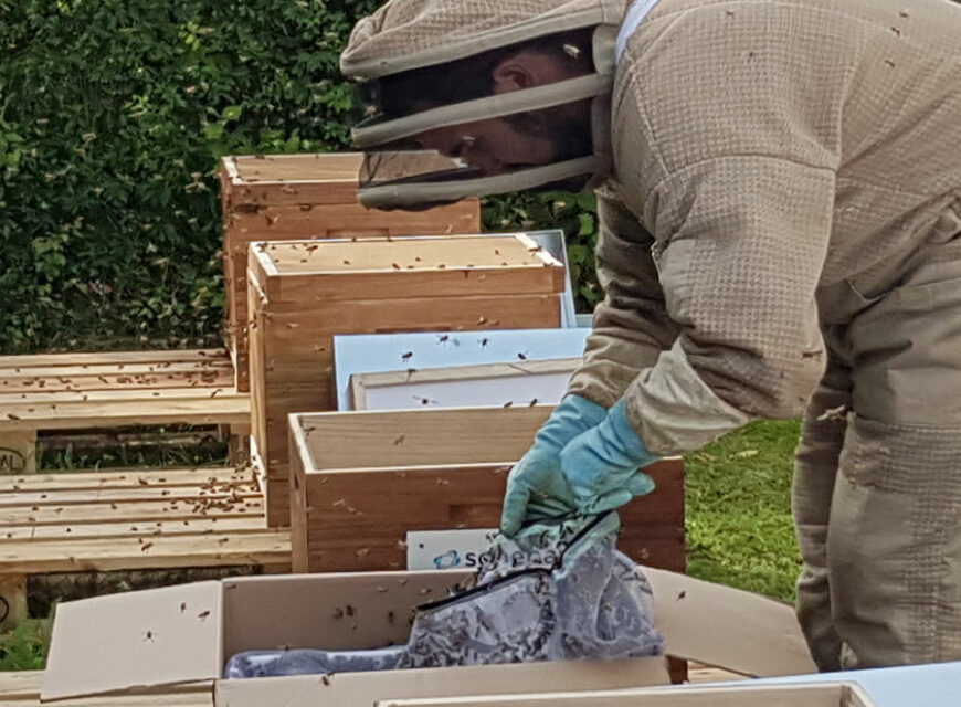 Sonepar engagiert sich für den Bienenschutz